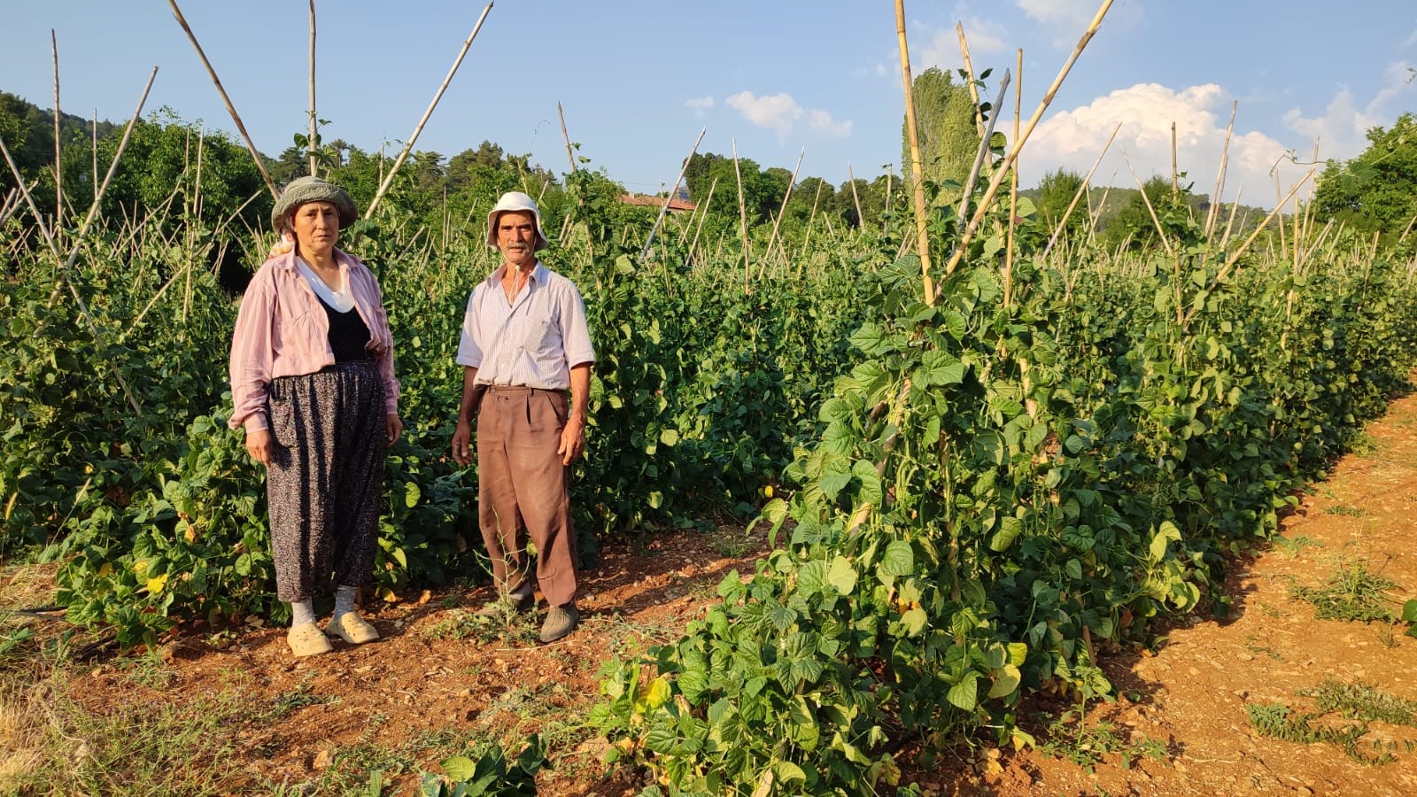 Sırık Fasulyesinde Hasat Zamanı (2)