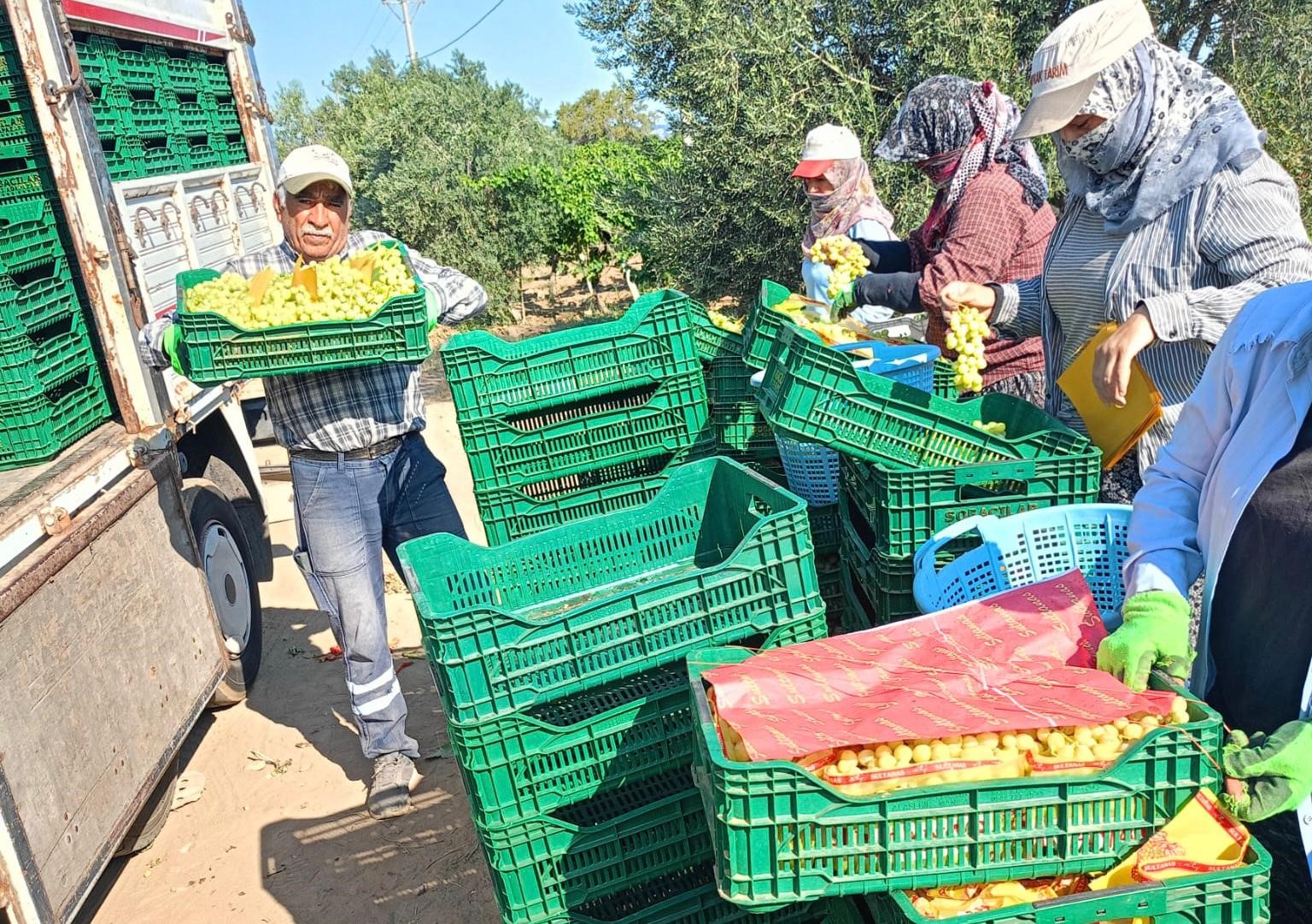 Üzüm Sezonu Başladı (2)