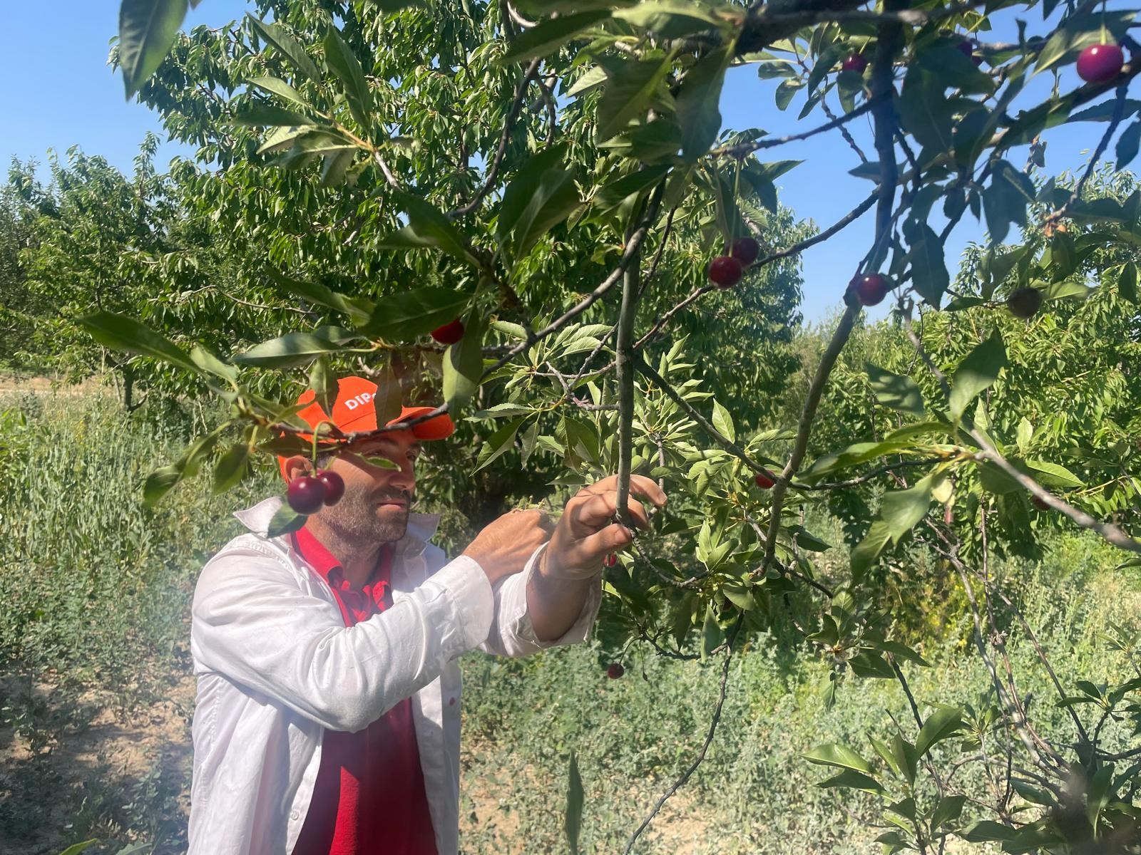 Vişne Sezonu Başlamadan Bitti (3)