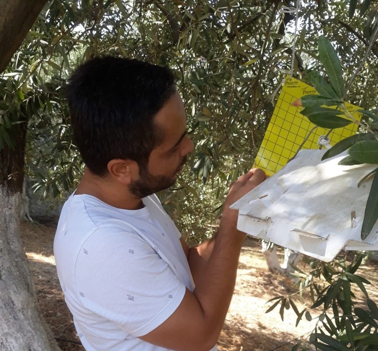 Aydın’a Zeytin Sineği Uyarısı