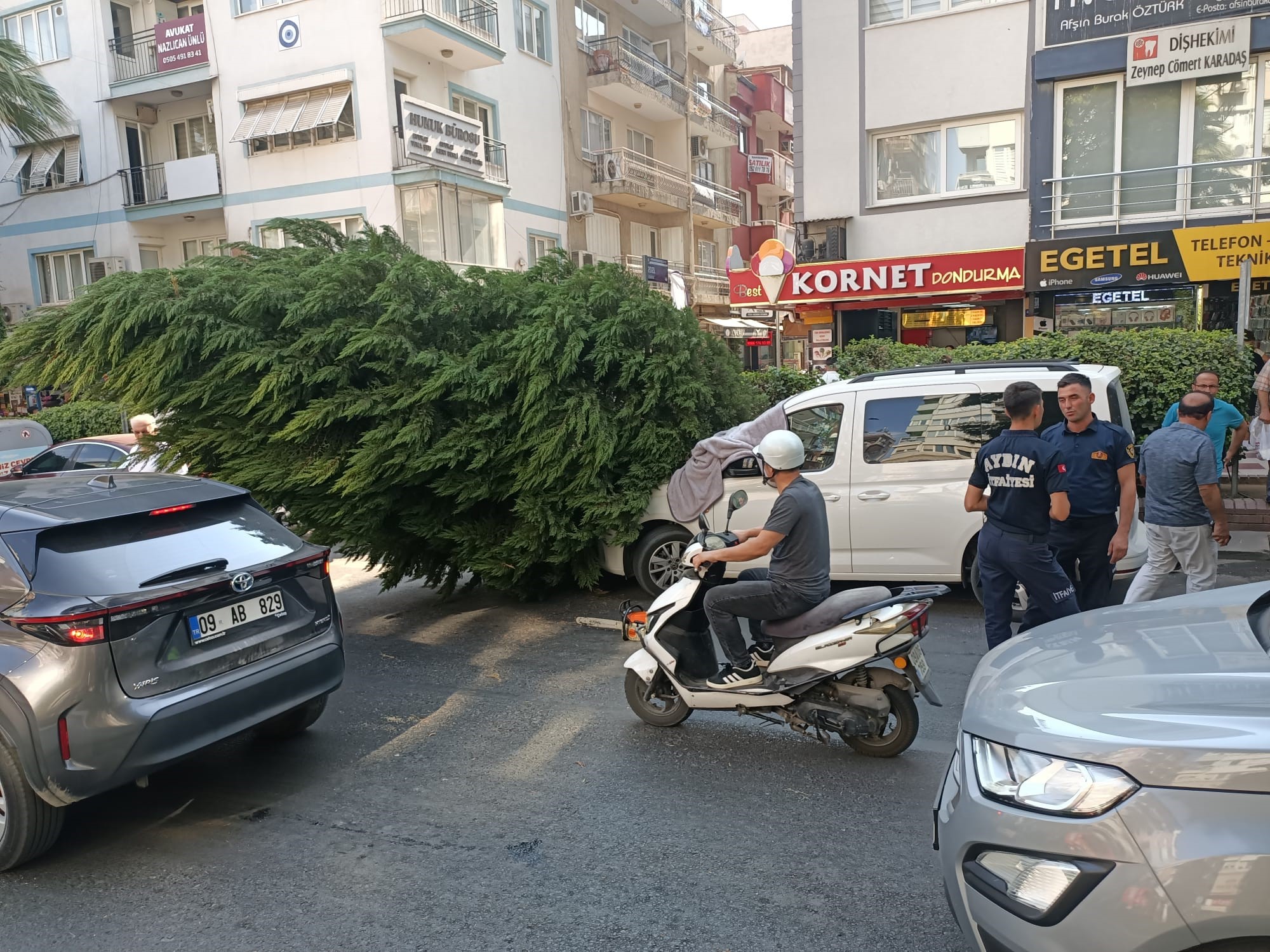 Aydın’da Ağaç Aracın Üstüne Devrildi (3)