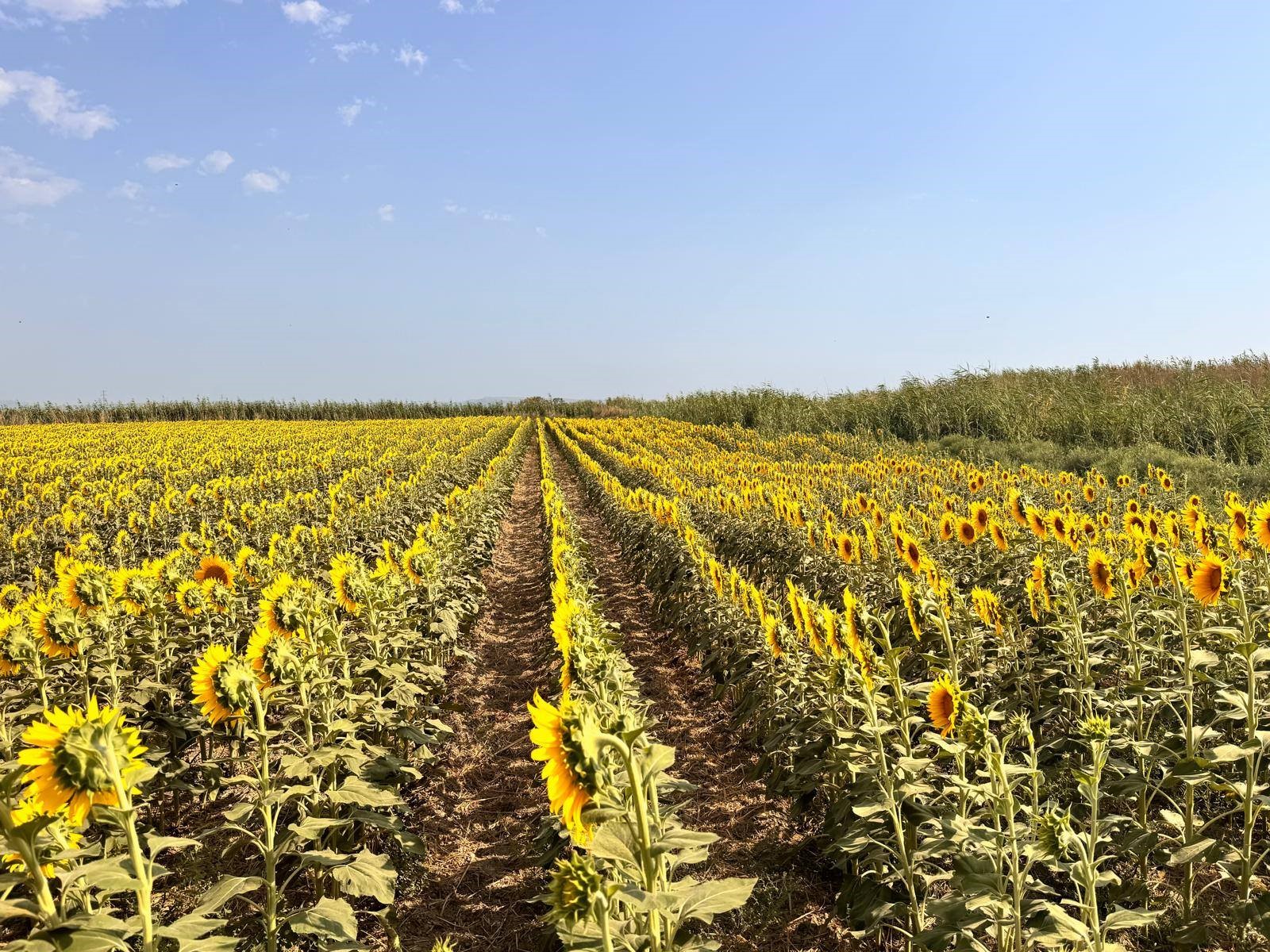 Aydın’da Ayçiçeği Tarlalarında Inceleme (2)