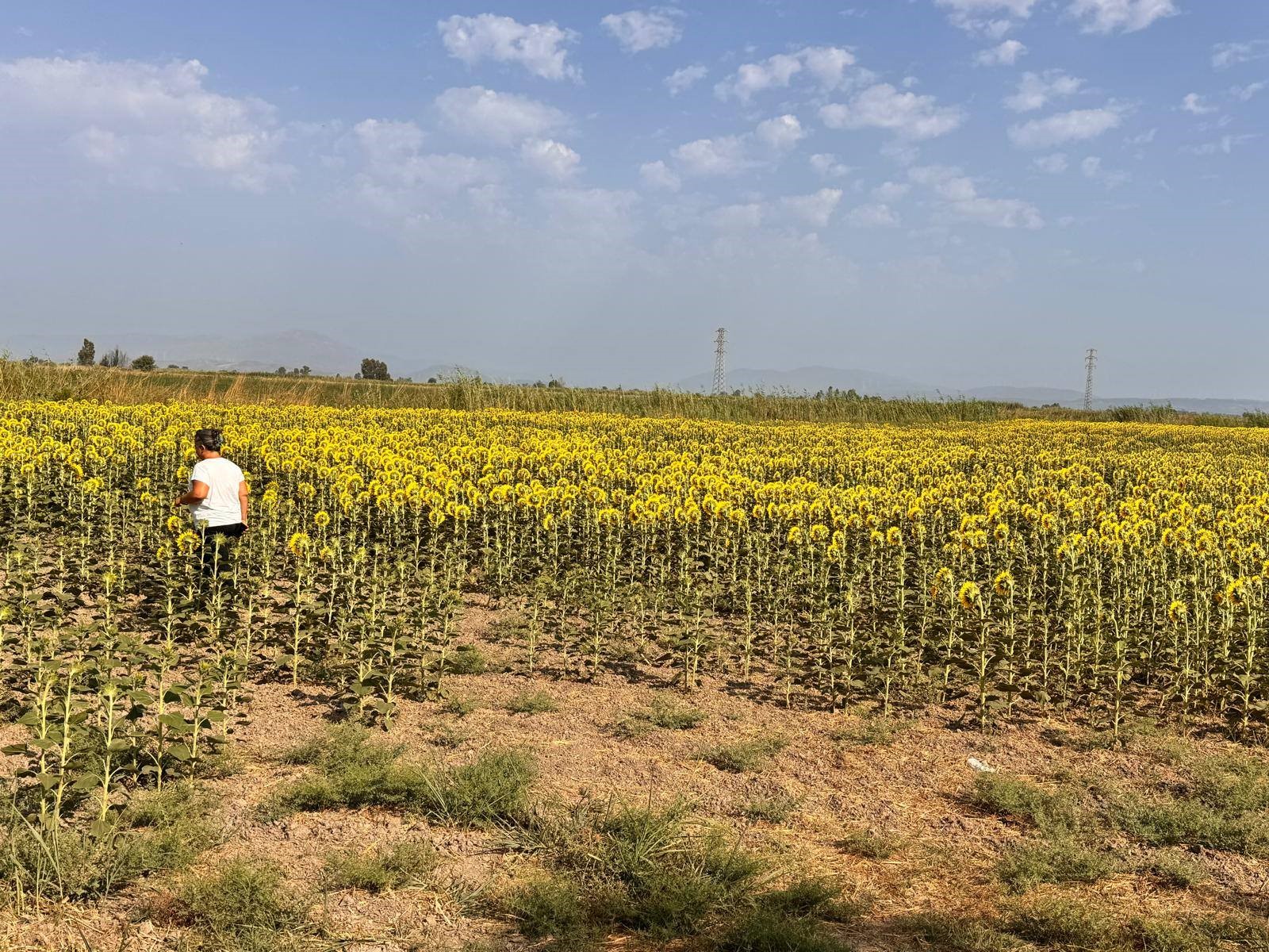 Aydın’da Ayçiçeği Tarlalarında Inceleme