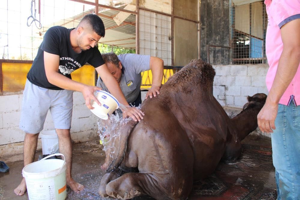 Aydın’da Develer Yıkanıyor