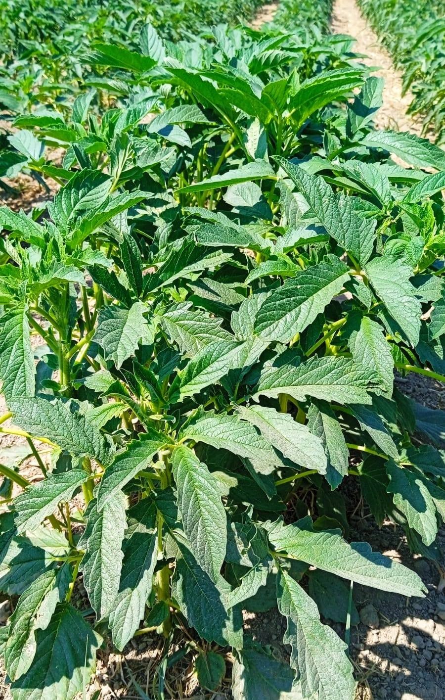 Aydın’da Ekipler Susam Tarlalarında (3)