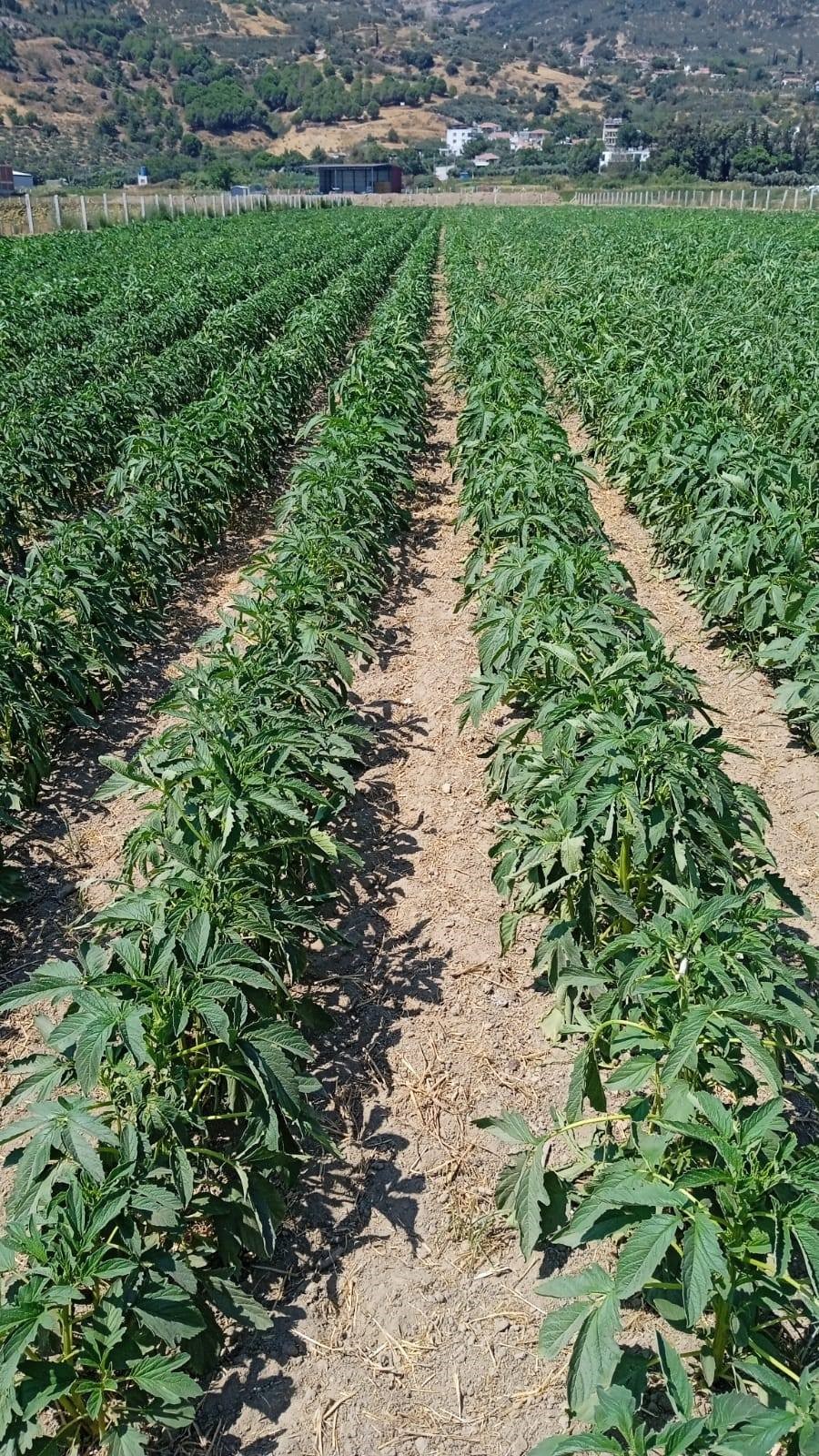 Aydın’da Ekipler Susam Tarlalarında (4)