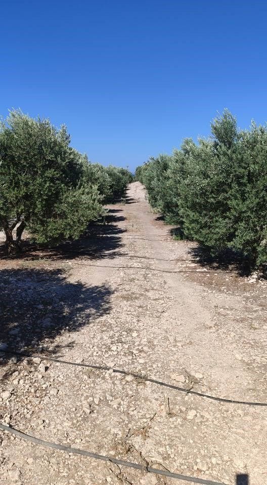 Aydın’da Ekipler Zeytin Bahçelerinde (2)-1