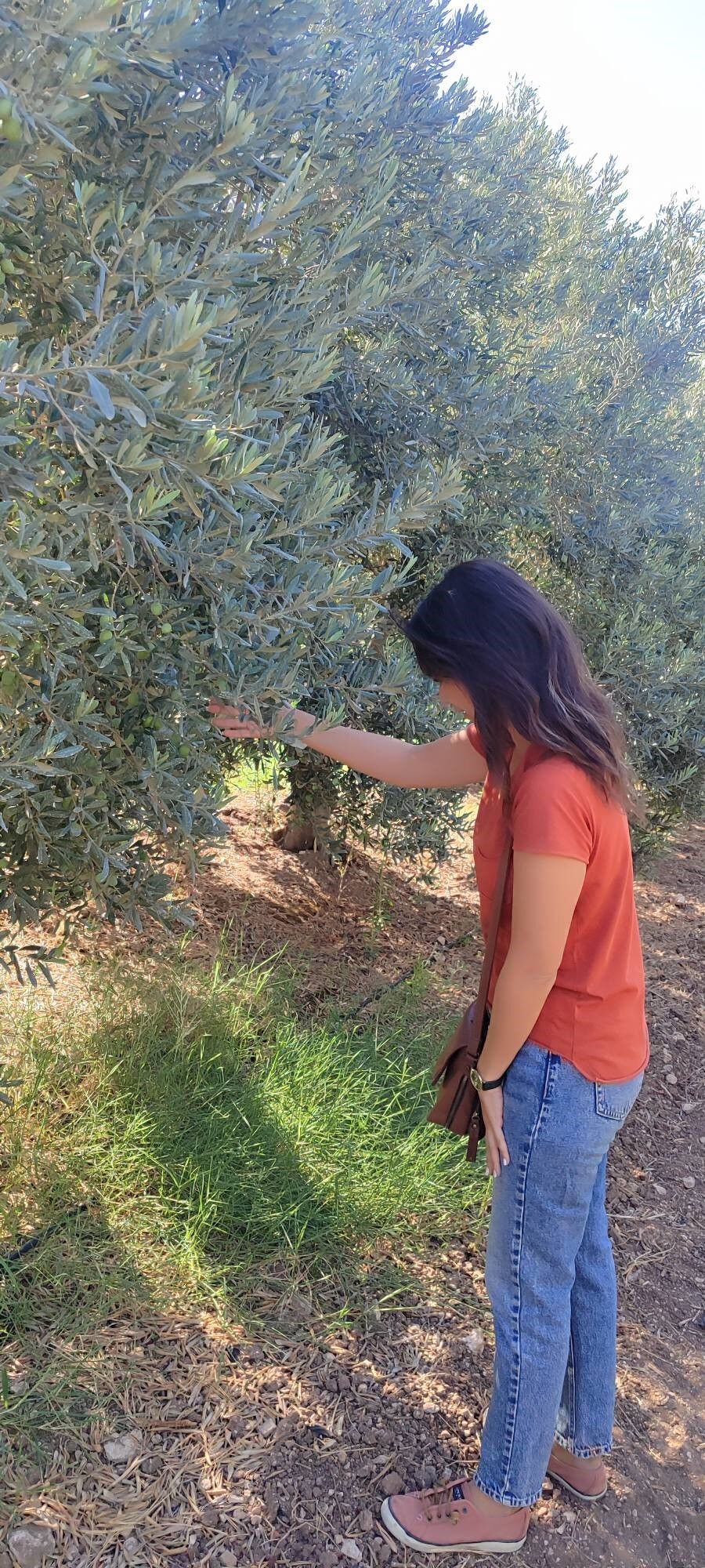 Aydın’da Ekipler Zeytin Bahçelerinde (3)-1