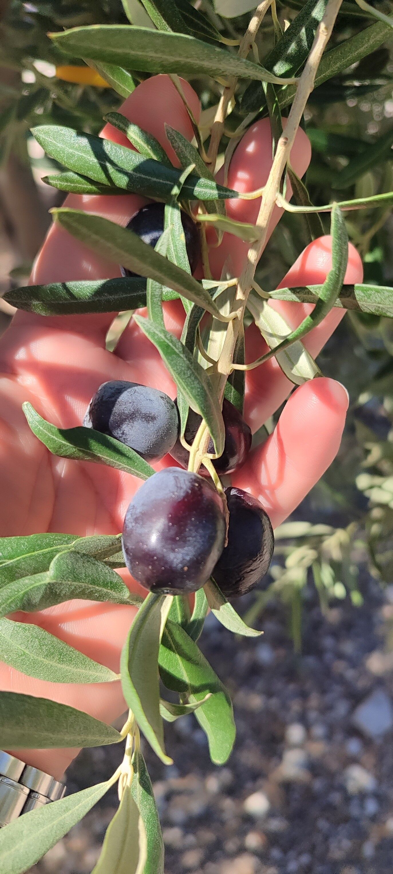 Aydın’da Ekipler Zeytin Bahçelerinde (5)-1