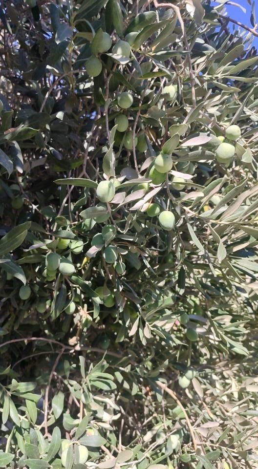 Aydın’da Ekipler Zeytin Bahçelerinde (8)