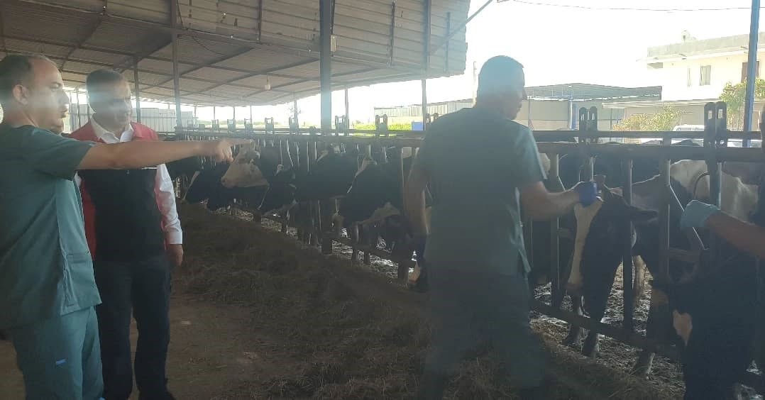 Aydın’da Hayvanlar Aşılanıyor (3)-1