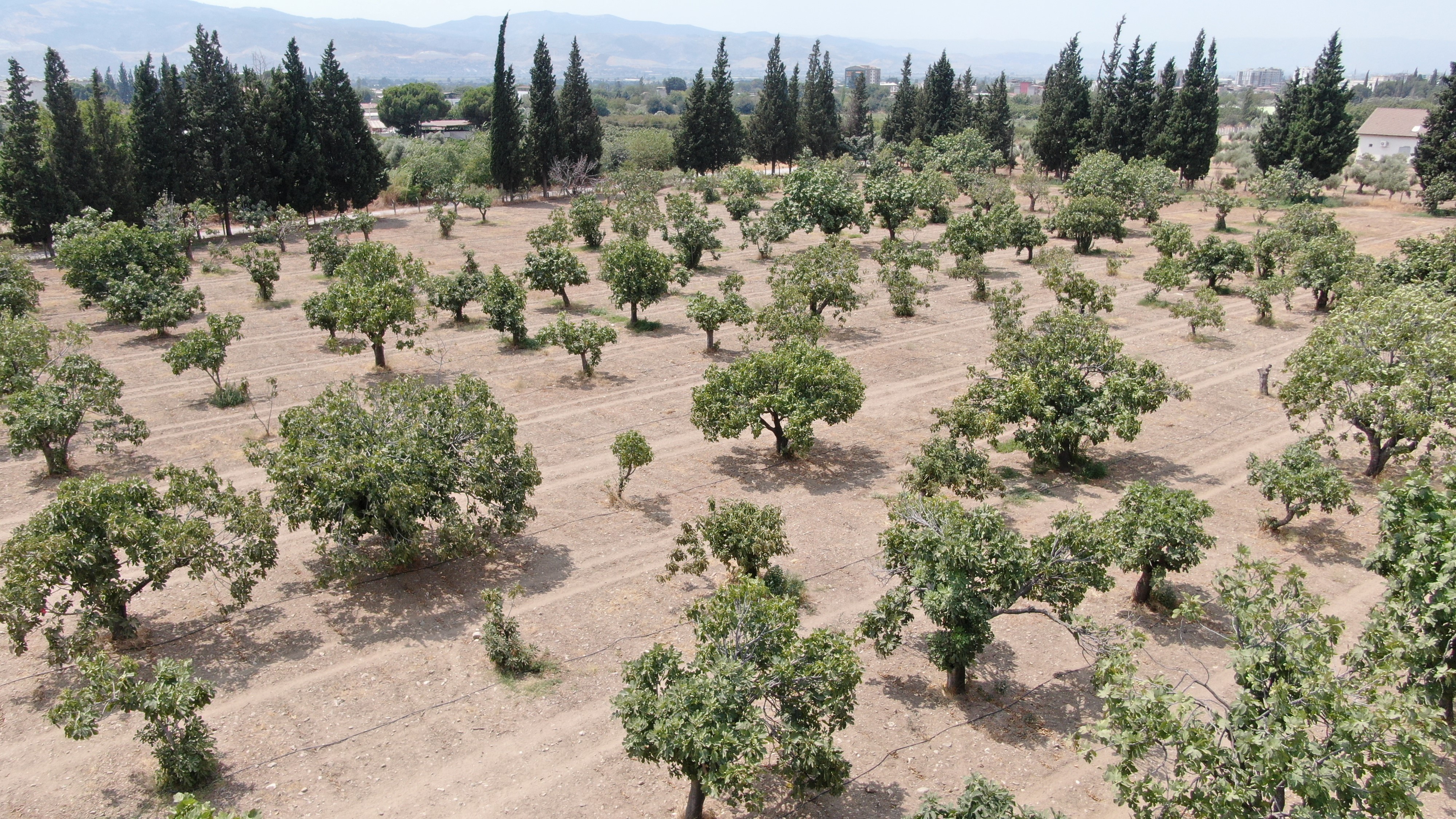 Aydın’da Iklim Değişikliği Sorununa Incirli Çözüm (2)