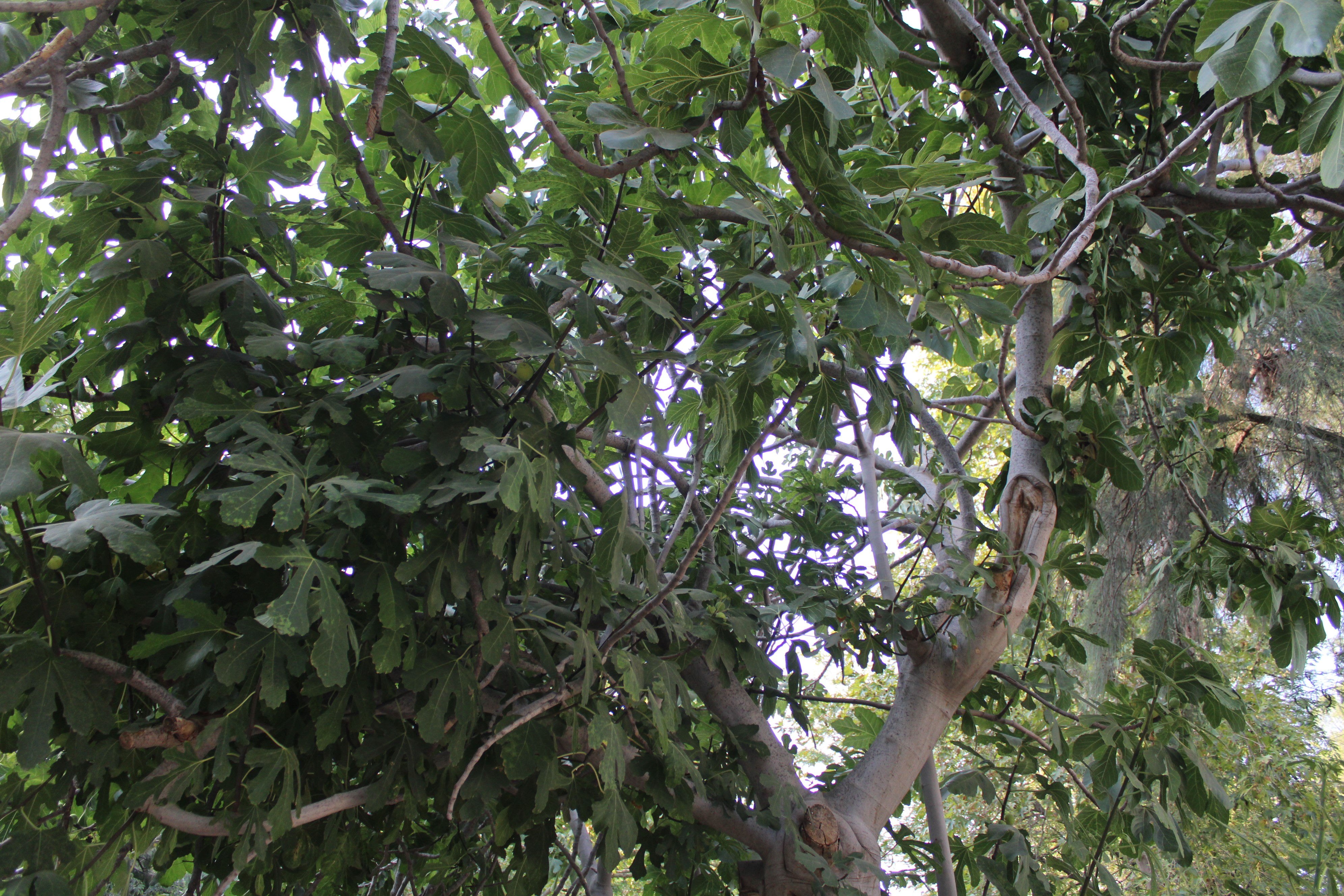 Aydın’da Iklim Değişikliği Sorununa Incirli Çözüm (3)