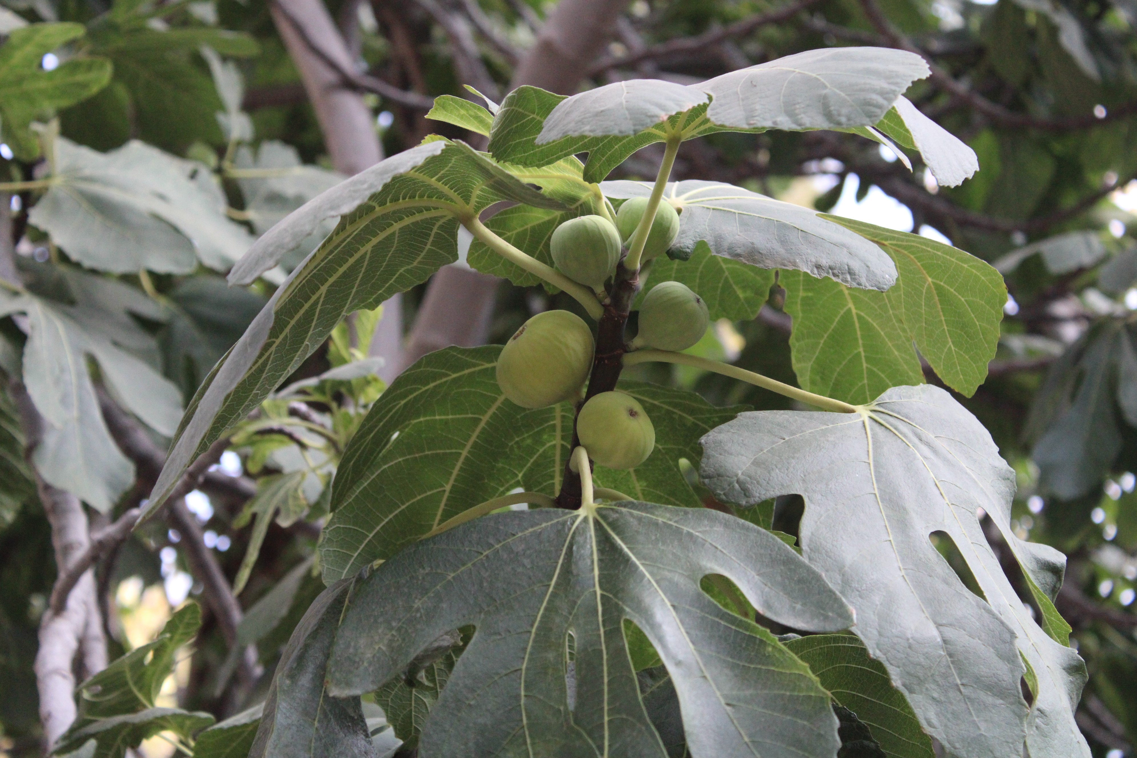 Aydın’da Iklim Değişikliği Sorununa Incirli Çözüm (4)