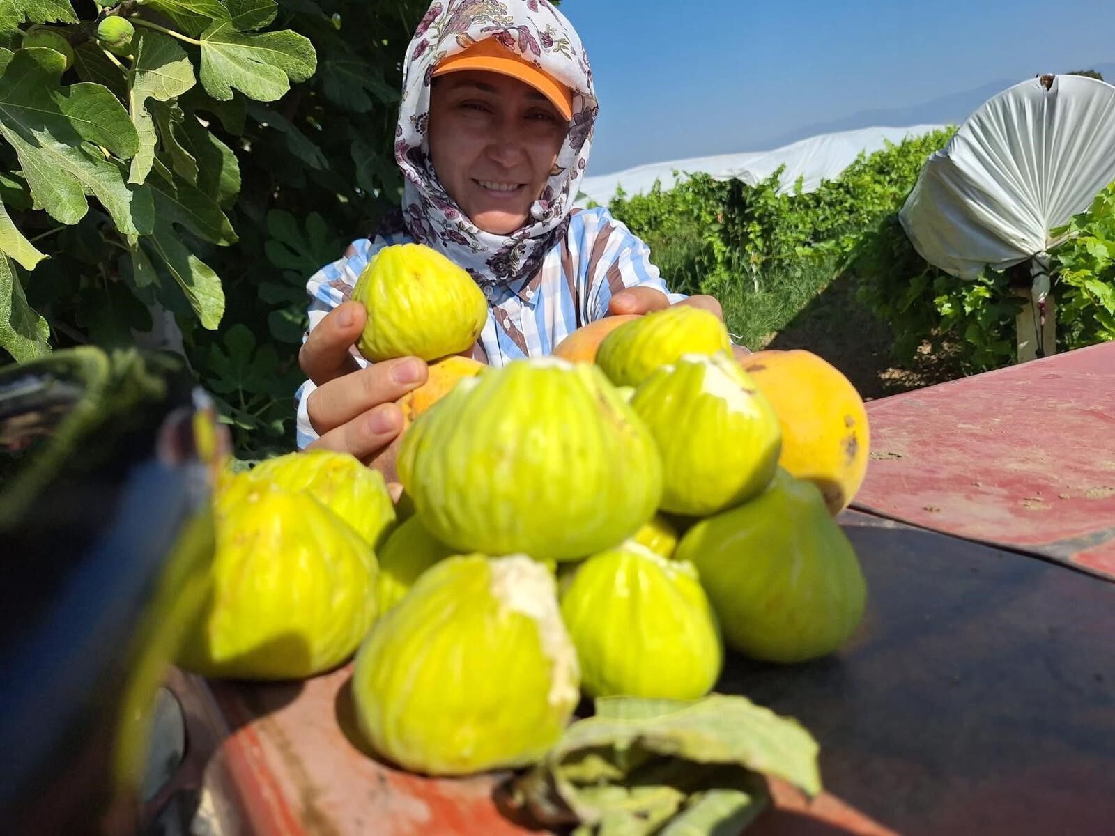 Aydın’da Öğrendi.. İncirin Bu Hali De Çok Güzel (3)