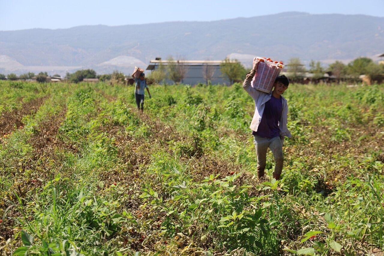 Aydın’da Saati 250 Liraya Çalışıyorlar (2)