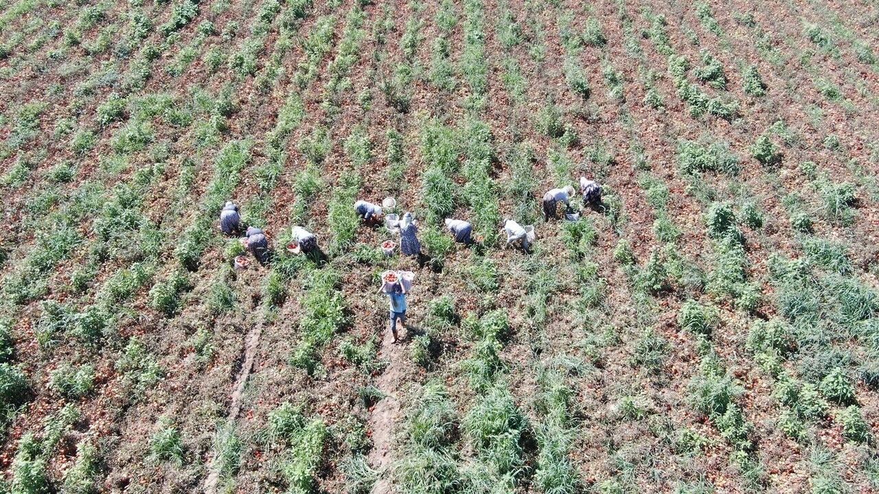 Aydın’da Saati 250 Liraya Çalışıyorlar (4)