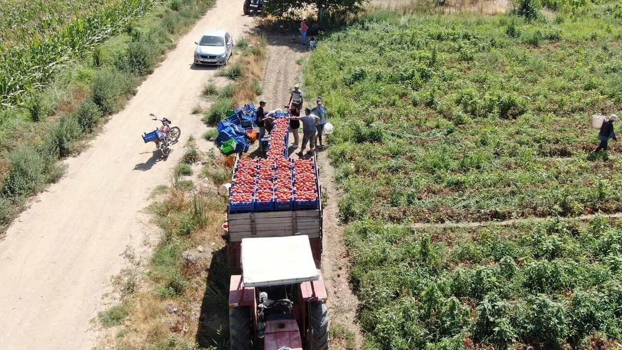Aydın’da Saati 250 Liraya Çalışıyorlar (5)