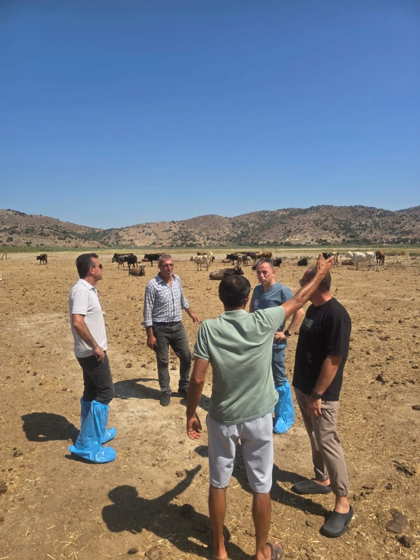 Aydın’da Şap Alarmı (3)