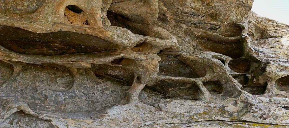 Aydın’da Tespit Edildi, Bölge Koruma Altına Alındı (5)