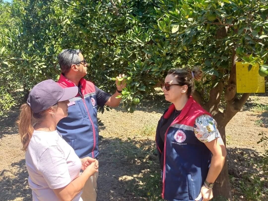 Aydın’da Turunçgilde Hastalık Tehlikesi (4)