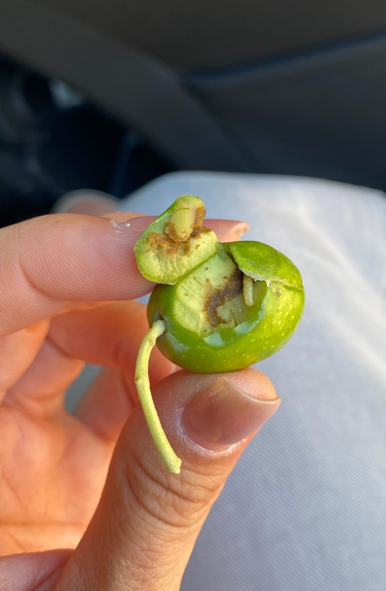 Aydın’da Zeytinde Büyük Tehlike (2)-1