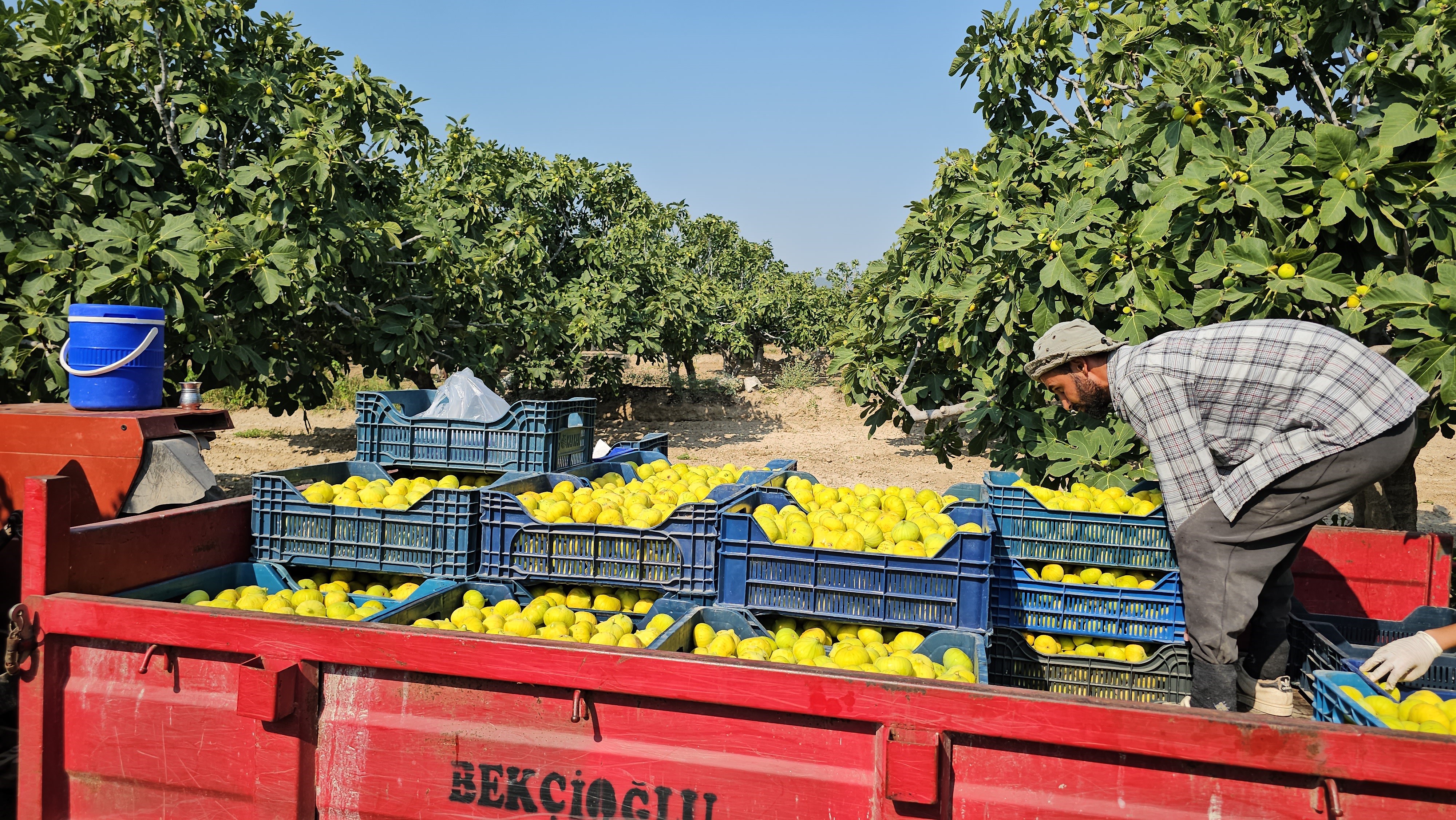 Aydın’ın Damak Çatlatan Lezzeti Taze Incir Sofralarda Yerini Aldı (4)