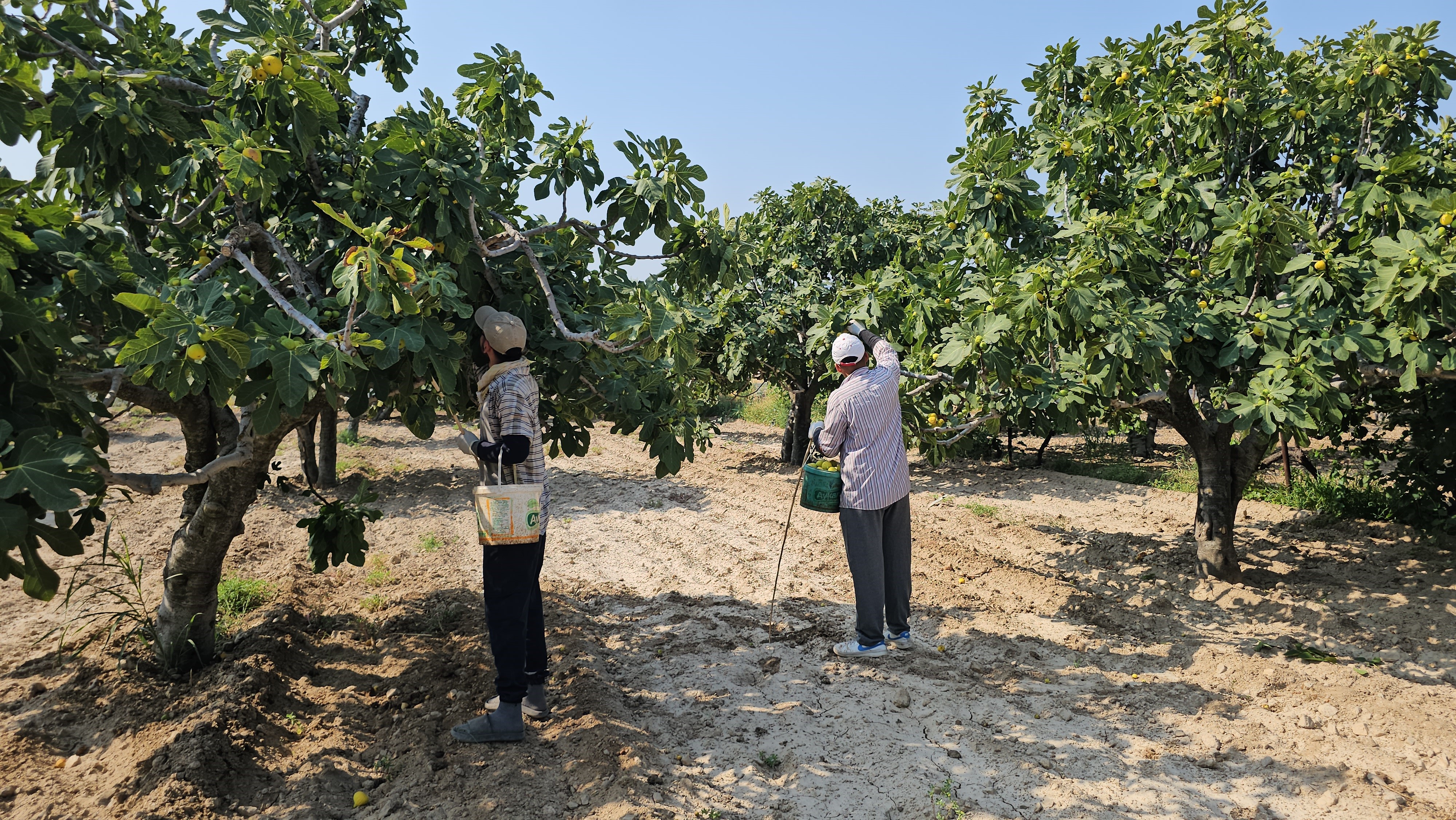 Aydın’ın Damak Çatlatan Lezzeti Taze Incir Sofralarda Yerini Aldı (5)