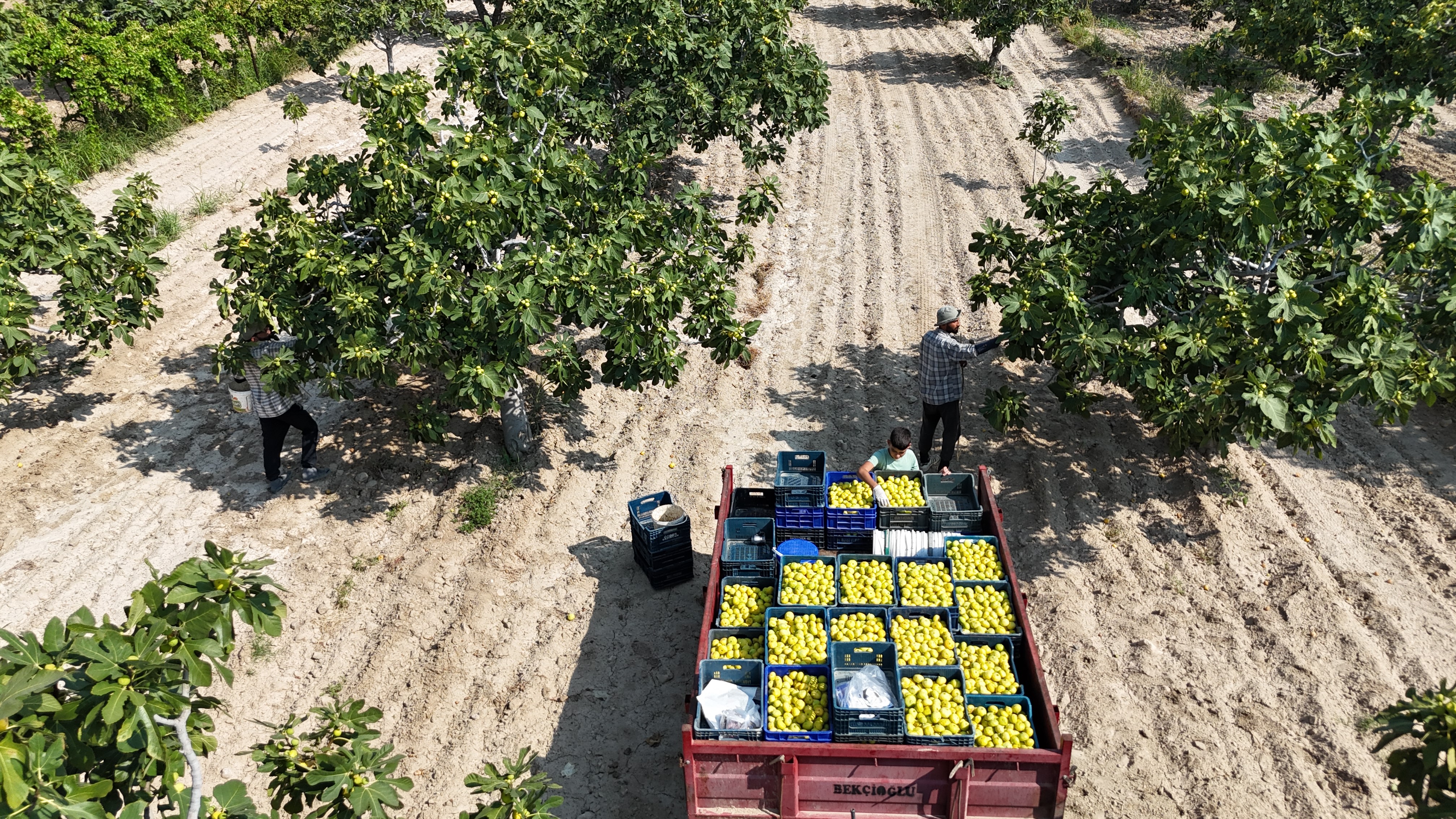 Aydın’ın Damak Çatlatan Lezzeti Taze Incir Sofralarda Yerini Aldı