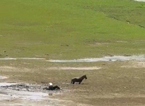 Bataklıkta Can Pazarı.. Hem Katırları Hem De Kendisi Battı (2)