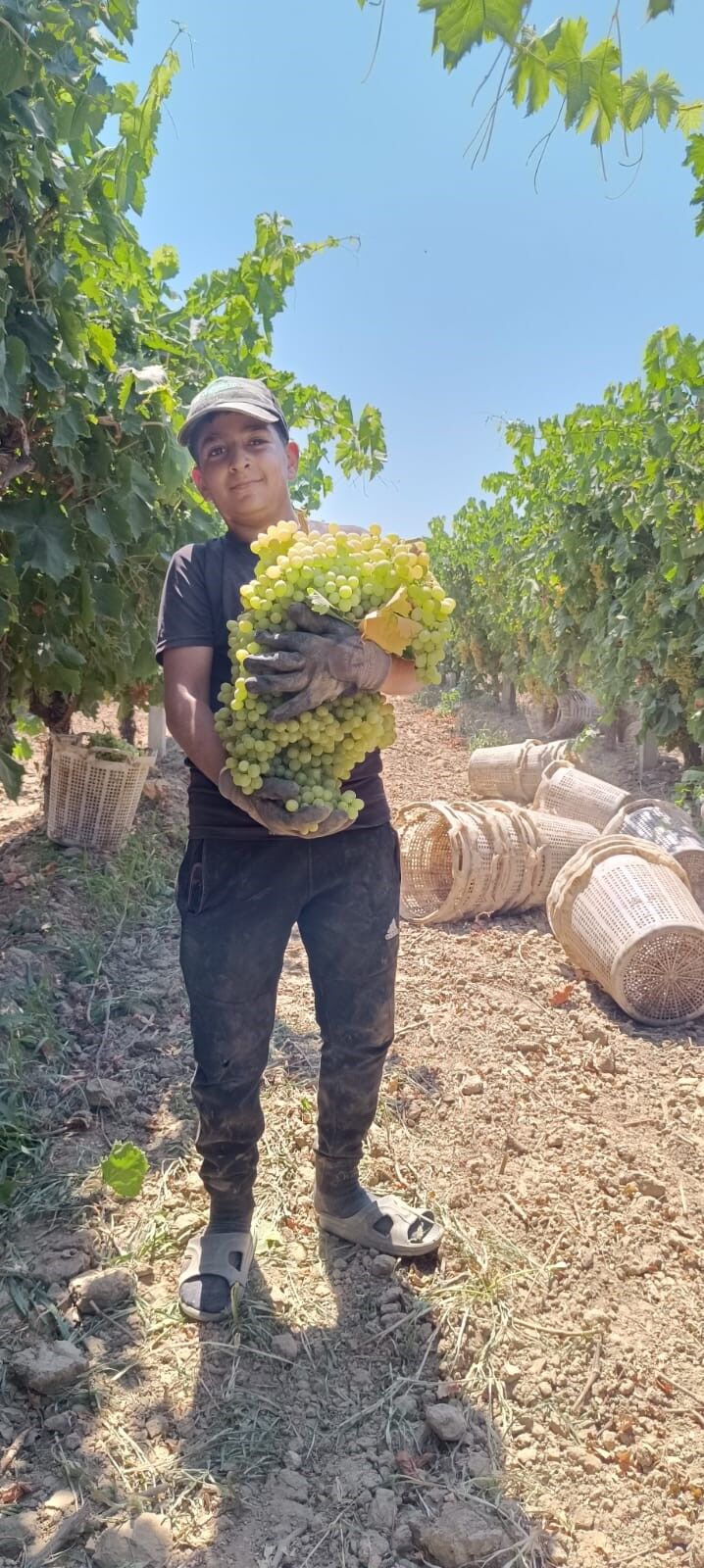 Bir Salkım Üzüm 7 Kilo 250 Gram Geldi (2)