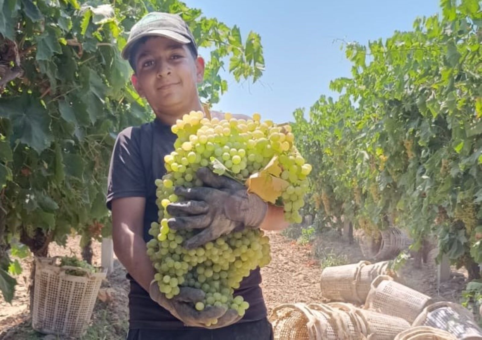 Bir Salkım Üzüm 7 Kilo 250 Gram Geldi