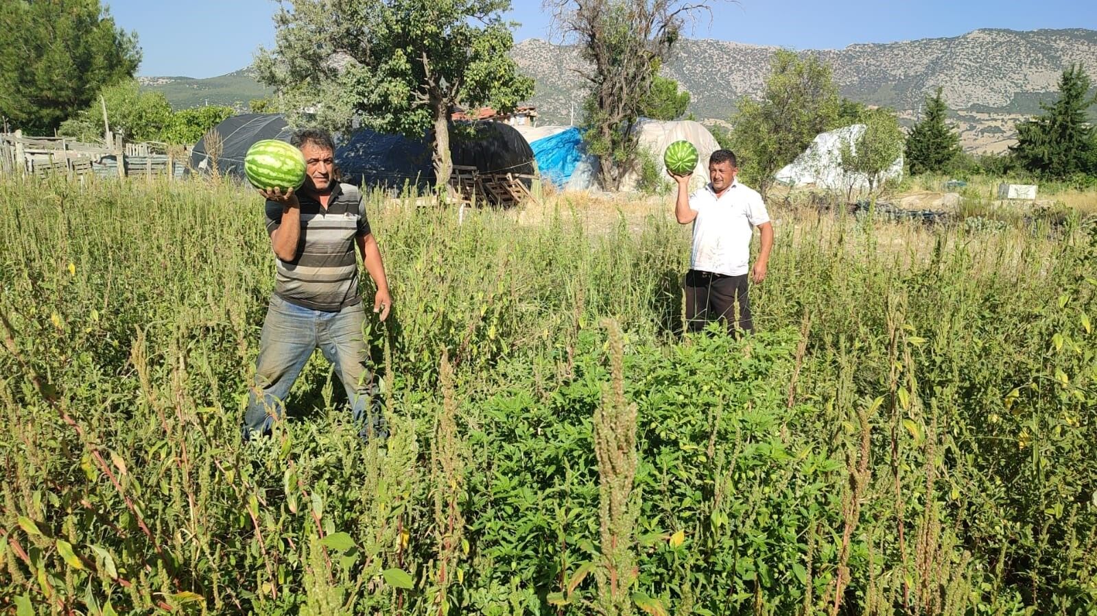 Bu Tarladan Kendi Toplayana Karpuz Bedava (2) Kopya