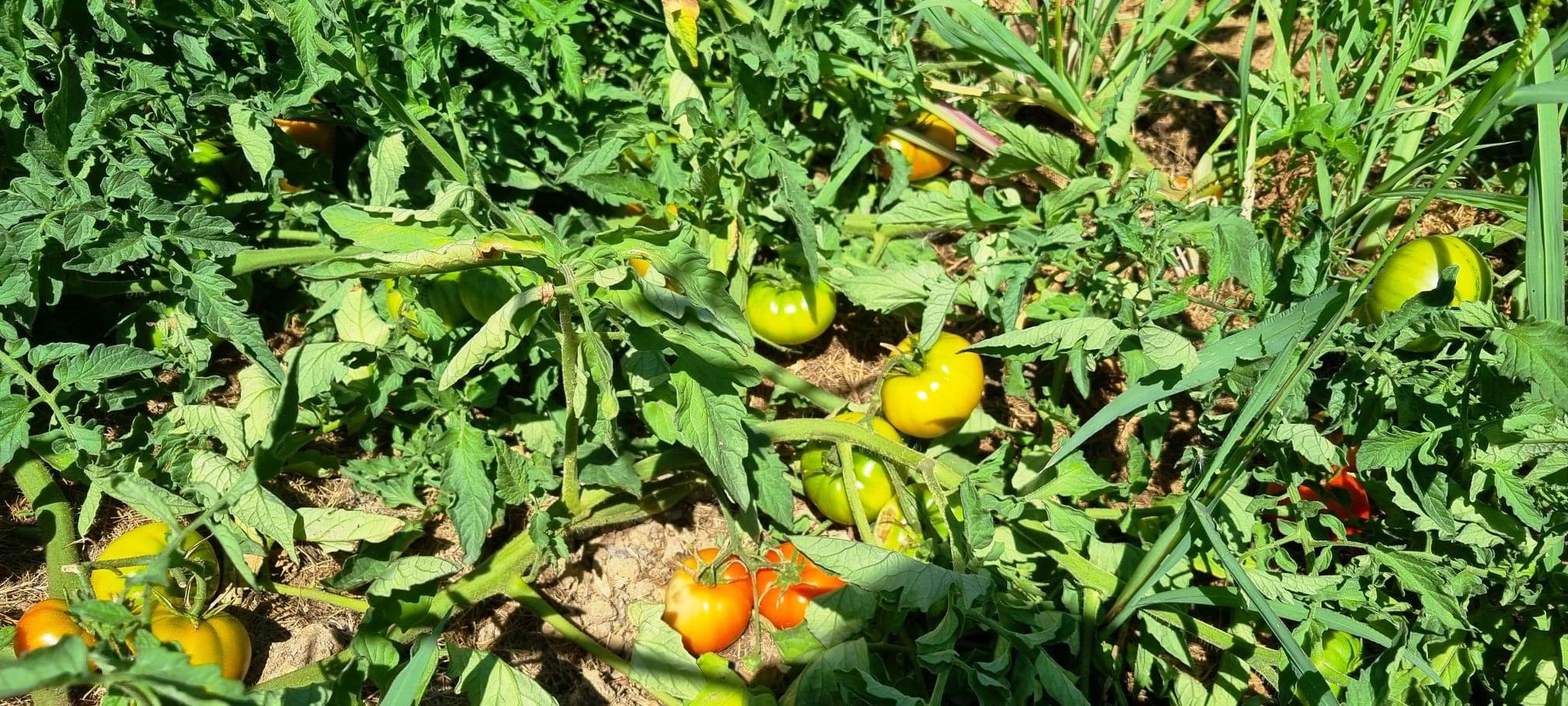 Domates Ve Biber Fideleri Inceleniyor (2)