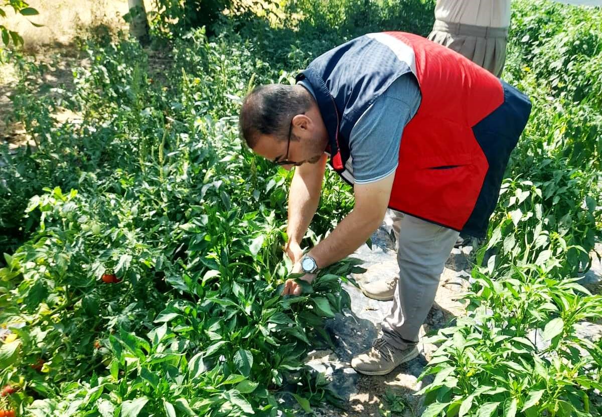 Domates Ve Biber Fideleri Inceleniyor (3)