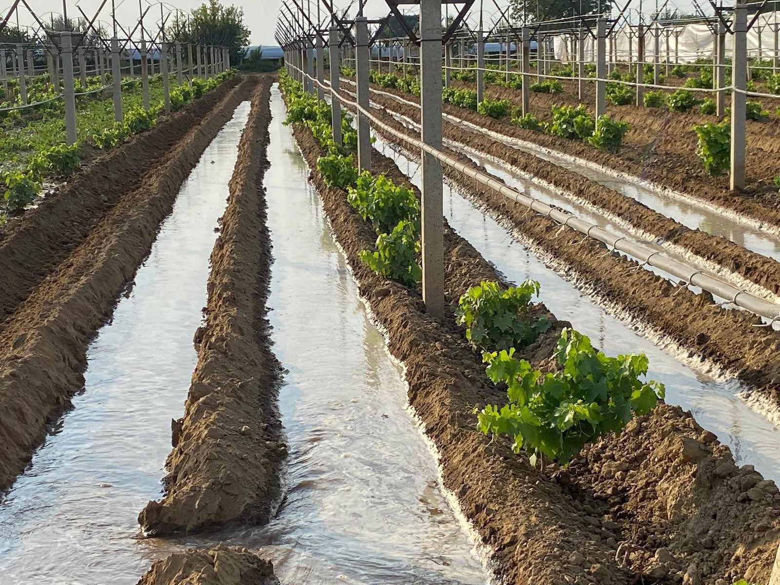 Kışlık Sebzeler Toprakla Buluşmaya Başladı (2)