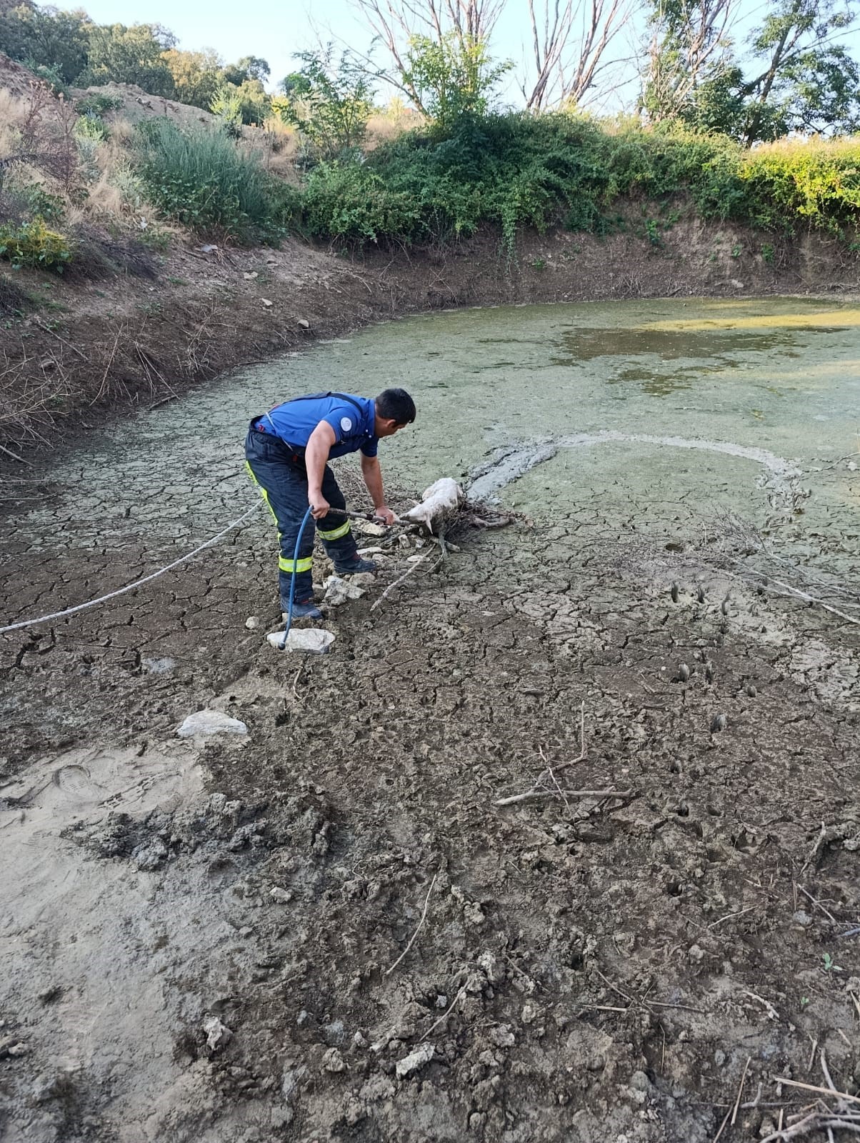 Kuzusu Balçığa Saplandı, Kurtarılınca Gözyaşlarına Boğuldu