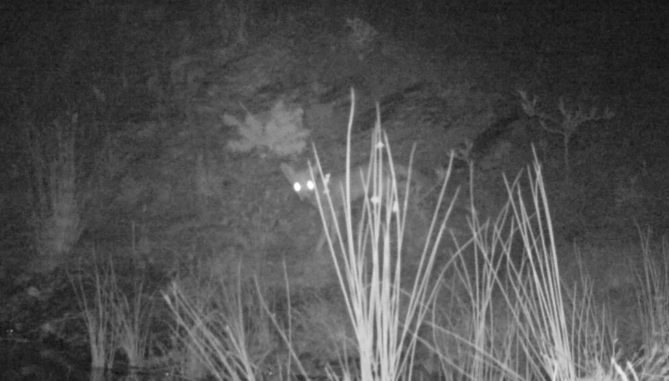 Ormana Konan Kamera Ile Görüntülendiler (3)