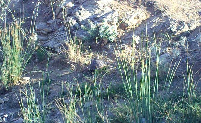 Ormana Konan Kamera Ile Görüntülendiler (4)