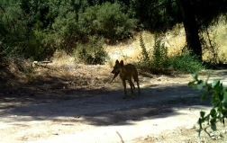 Ormana Konan Kamera Ile Görüntülendiler