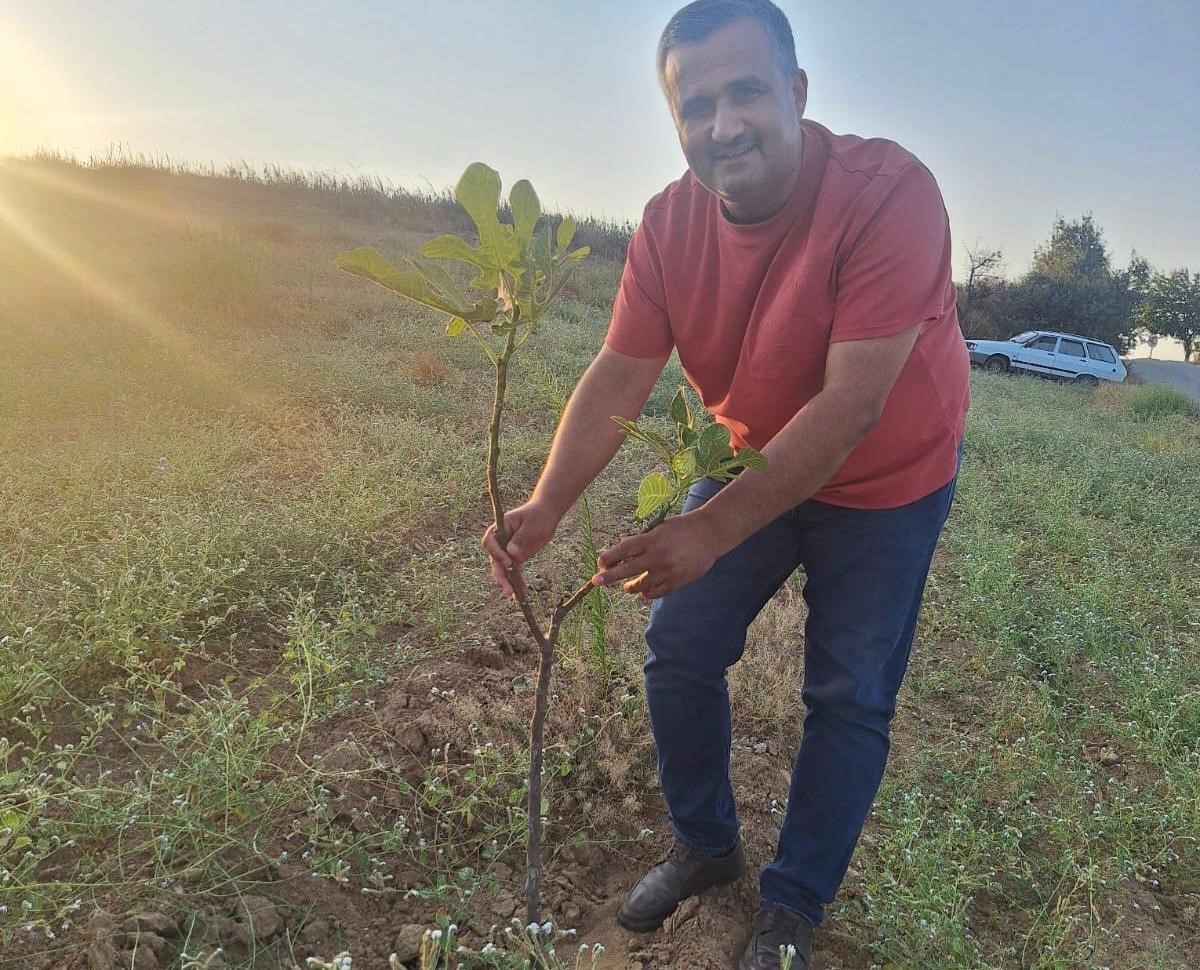 Sarılop Incir Üretimi Yaygınlaşıyor (2)
