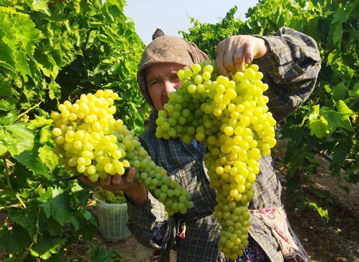 Üzüm Hasadında Yeni Gelişme (3)