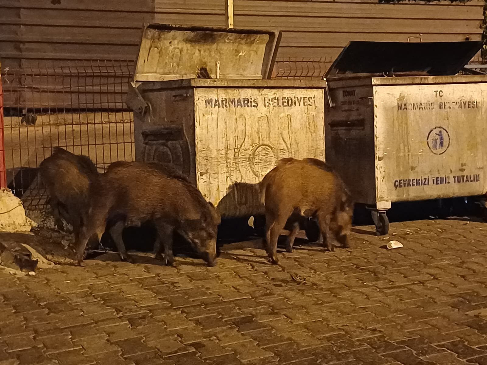 Yaban Domuzu Sorunu Büyüyor (2)