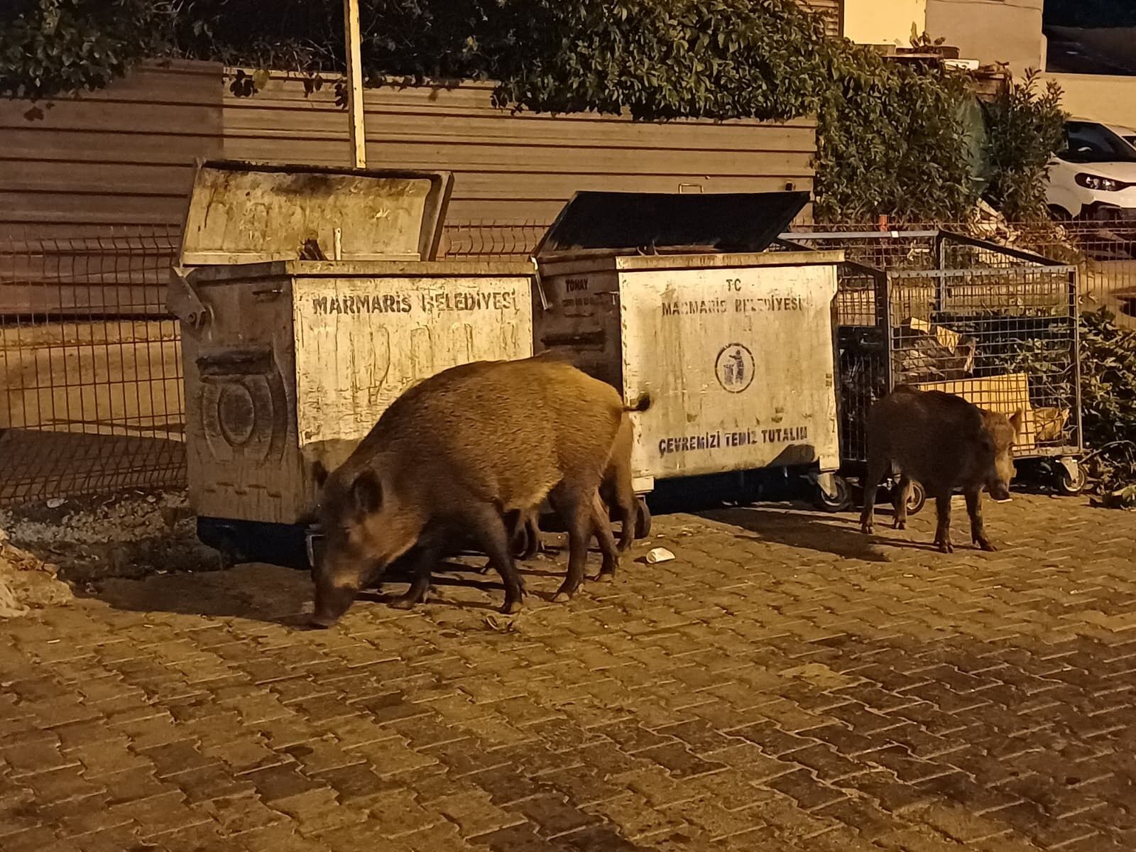 Yaban Domuzu Sorunu Büyüyor (3)