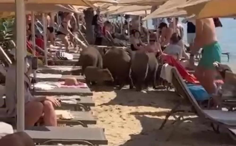 Yaban Domuzu Sorunu Büyüyor (4)