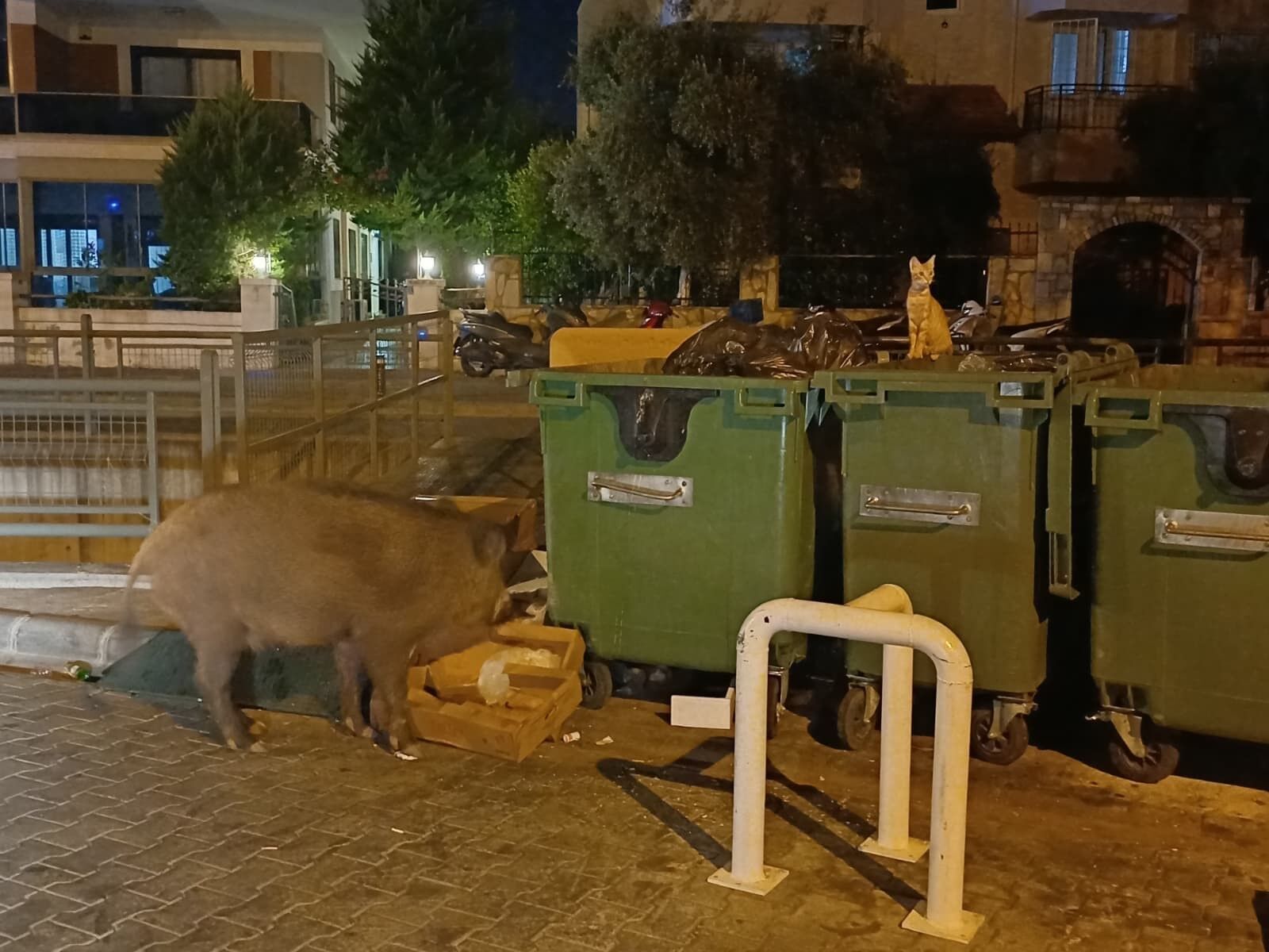 Yaban Domuzu Sorunu Büyüyor (5)