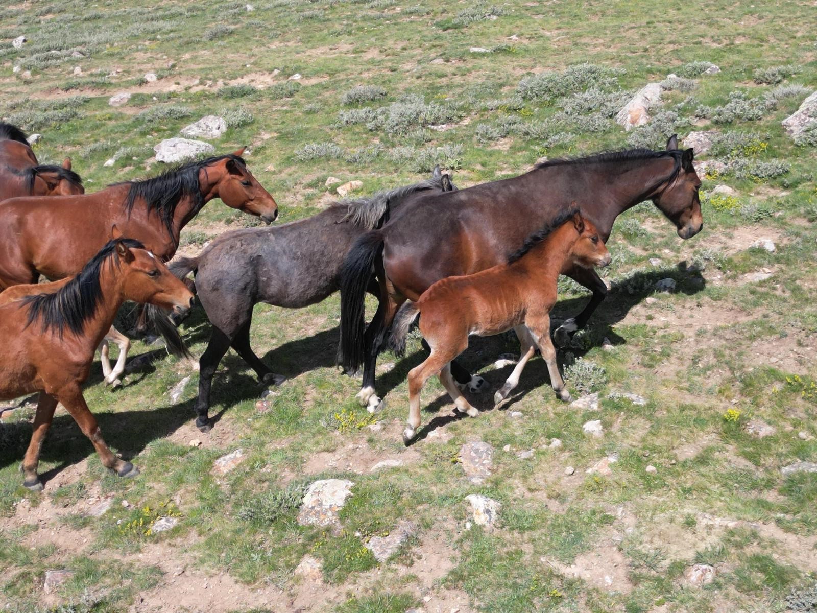 Yılkı Atları Doğal Yaşam Ortamlarında Görüntülendi (2)