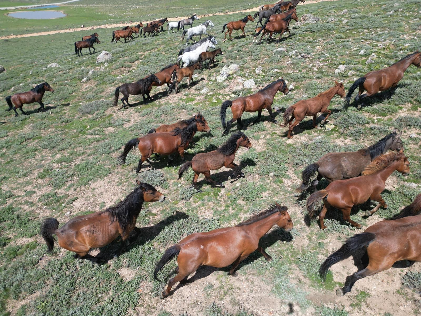 Yılkı Atları Doğal Yaşam Ortamlarında Görüntülendi