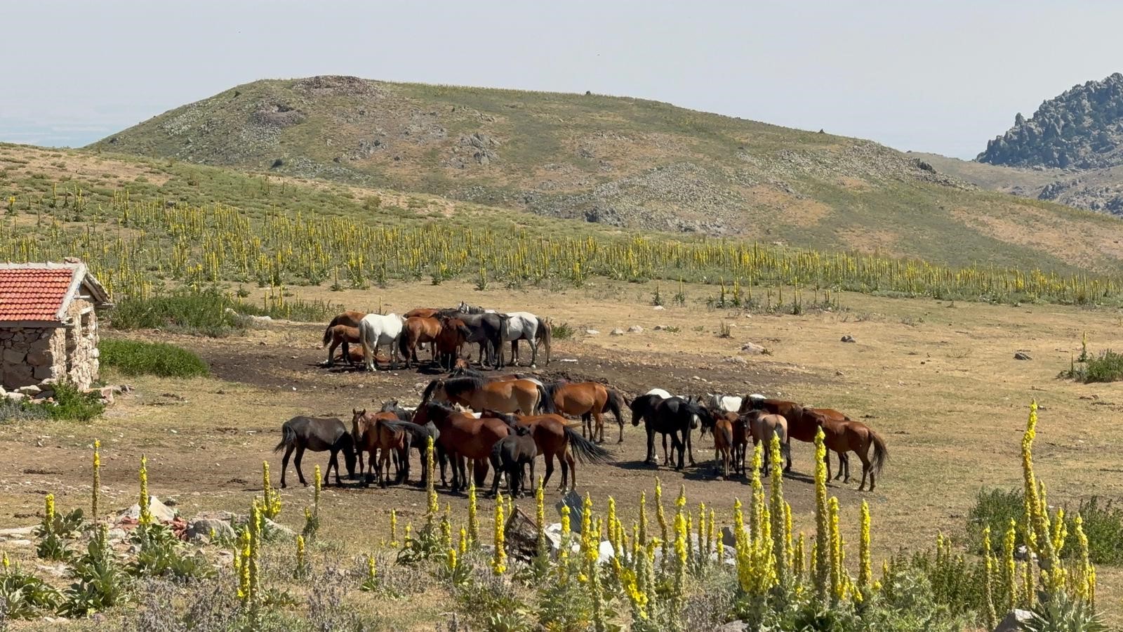 Yılkı Atları Yiyecek Aramaya Yaylalara Indi