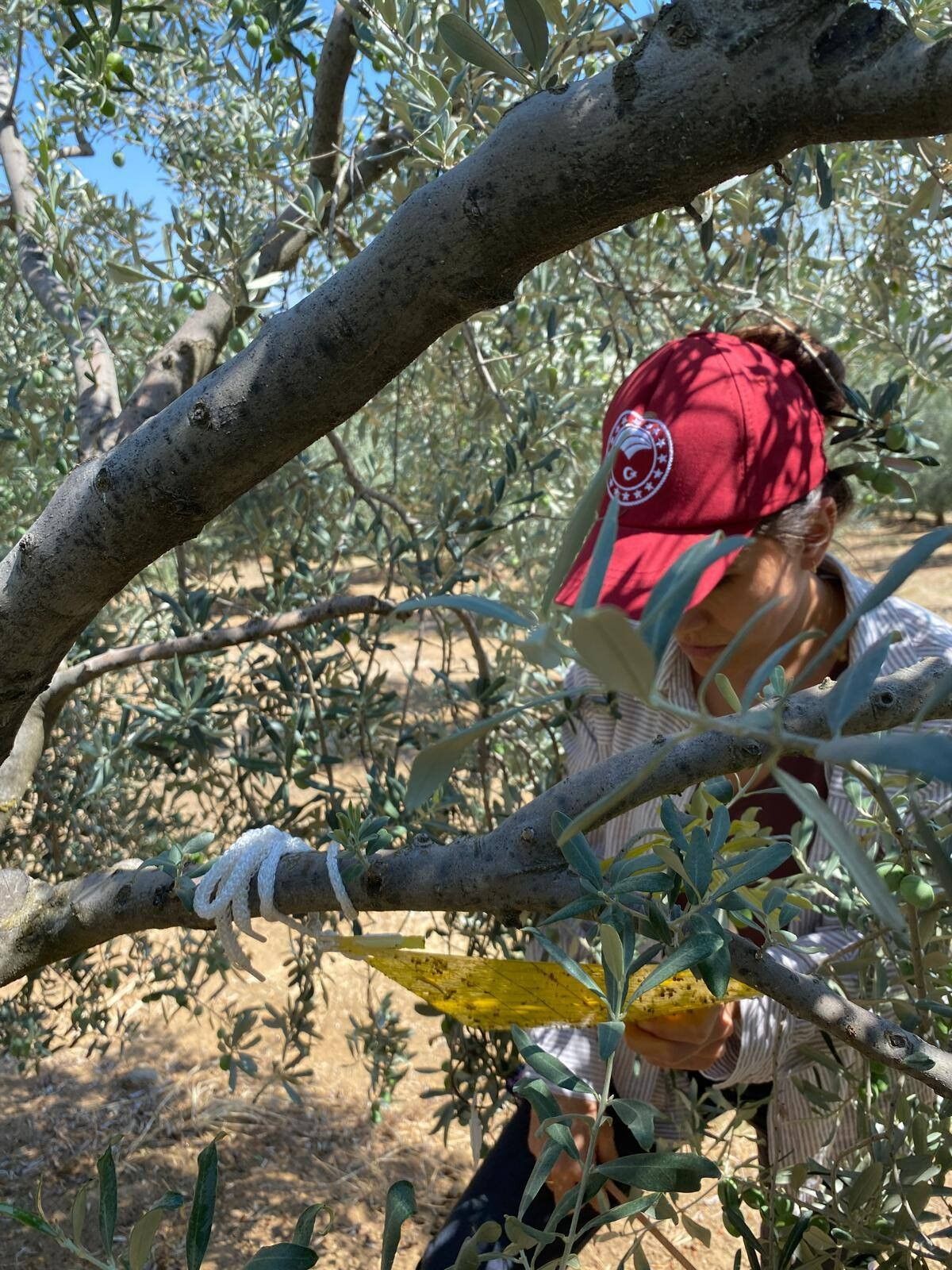 Zeytini Sinek Bastı